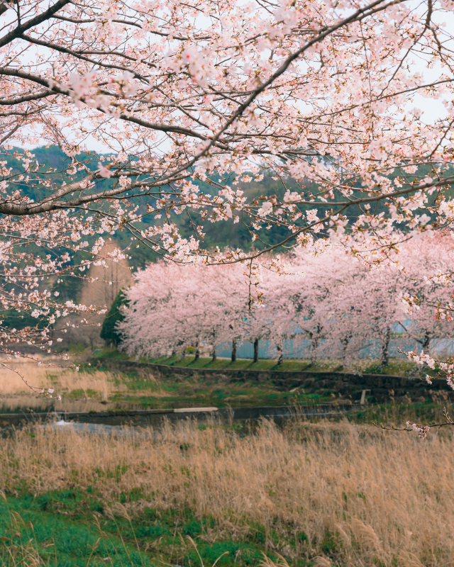 경남 의령가례벚꽃길. 사진 제공=경남도