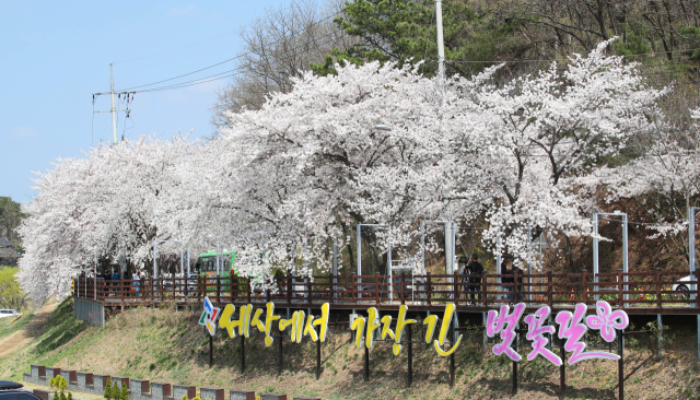 대전 동구 벚꽃길. 사진제공=대전 동구