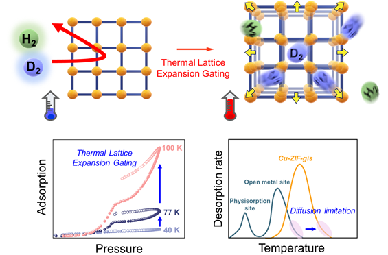 온도 상승에 의한 MOF 격자 확장을 통해 이뤄지는 수소 동위원소 분리 매커니즘. 연구그림=유니스트