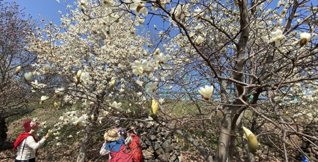 하얀 목련 숲길 속 봄 만끽 . 김해=연합뉴스