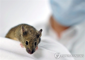 눈먼 쥐가 시력 되찾았다…실명 치료제 가능성 제시