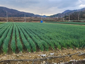 "선착순" 전남산 대파 1단에 1000원 대 구입할 수 있는 절호의 찬스