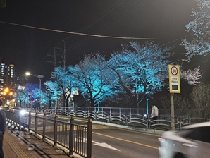 벚꽃길 따라 걷는 빛의 산책길…남양주시, 월문천 야간 조명 설치