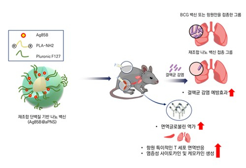 나노입자 전달체를 활용한 결핵 백신의 연구 모식도. 사진 제공=질병관리청