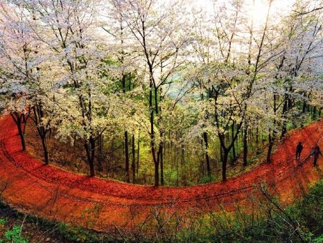 황톳길 걷기로 유명한 대전 계족산 임도. 사진제공=산림청