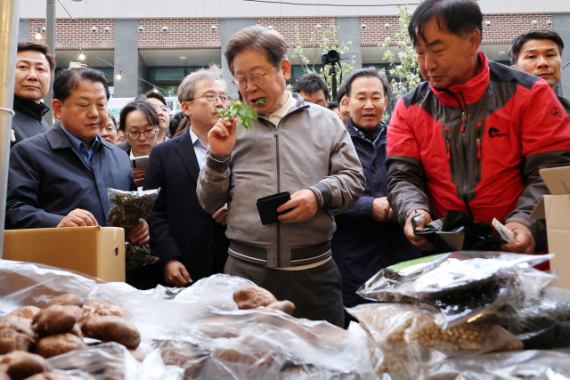 이재명 더불어민주당 대선 후보가 '골목골목 경청투어' 사흘째인 3일 강원도 태백시 장성동 산나물 축제장을 찾아 지역 특산물인 생 어수리 나물을 맛보고 있다. 연합뉴스