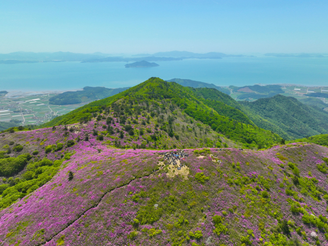 연분홍 철쪽이 장관을 이룬 일림산 전경. 사진 제공=보성군