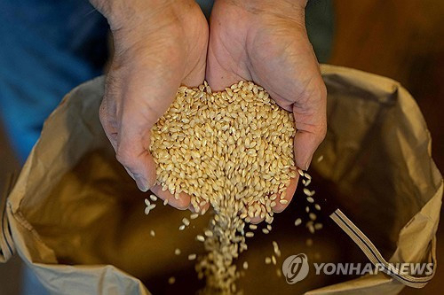 "김 없는 주먹밥 등장"…천정부지로 오른 쌀값에 특단의 조치 내놓는 日 편의점