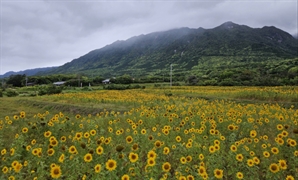 천년 삼나무 일본 섬에 상륙한 현대차 [임병식의 일본, 일본인 이야기]