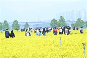 25만명 찾은 '구리 유채꽃 축제'…먹거리에 공연까지 호평 이어져