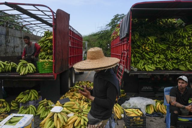 파나마시티의 메르카 파나마(Mercado de Panama) 도매시장에서 바나나를 판매 중인 상인들의 모습. AP 연합뉴스