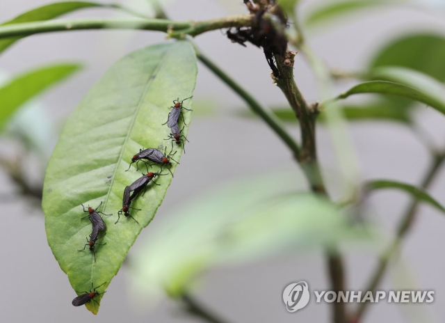 서울시민 10명 중 4명 “러브버그, 보기만 해도 극혐”