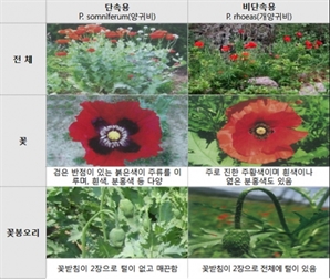 "꽃이 예뻐서 길렀는데 불법이라고요?"…60대女 입건된 이유 알고보니