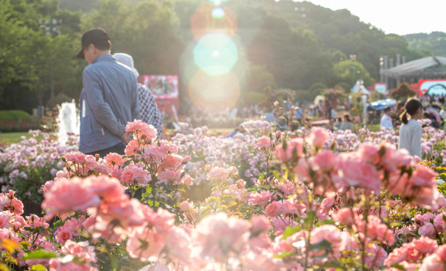 지난해 울산대공원 장미원에 핀 장미. 사진제공=울산시