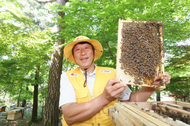 LG, 멸종위기 토종 꿀벌 400만마리 키운다…양봉 피해 농가도 지원