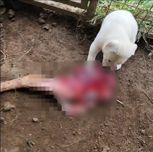 "피 맛 봐야 잘해"…진돗개에 사체 먹이고 야생동물 잔혹 사냥한 30대들
