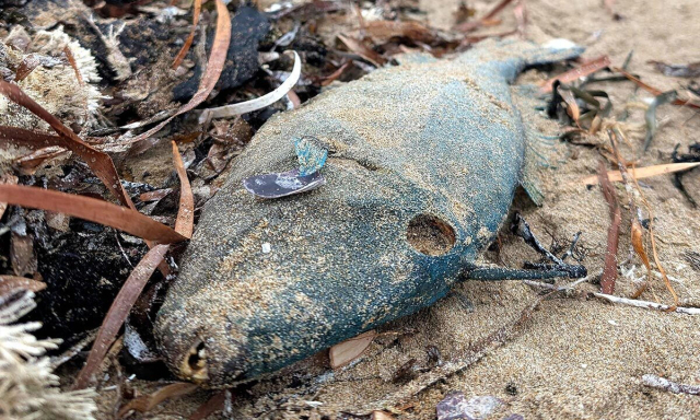 "해변에 사체 무더기가" 신고만 1400건…'이상 고온' 호주 해안서 무슨 일이