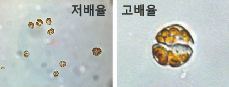 카레니아 미키모토이. 사진 제공=국립수산과학원