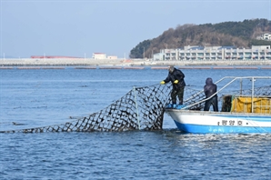 '금(金)값' 된 김 효과…작년 어가가 농가보다 1300만원 더 벌어