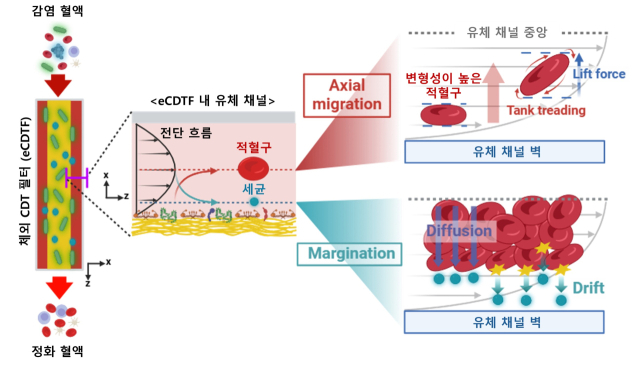 인공혈전의 세균 포획 원리와 성능. 연구그림=유니스트
