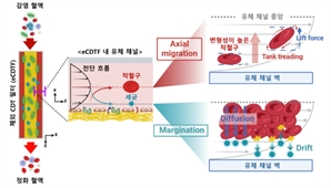 ‘끈끈한 혈전이 세균 포획’…감염 잡는 혈액 정화 기술 개발