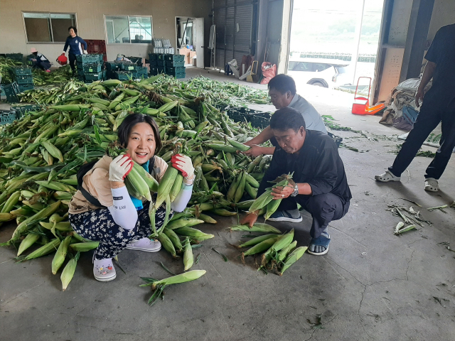 경남 의령군의 한 농가에서 재배한 초당 옥수수가 26일부터 출하되고 있다. 사진 제공=의령군