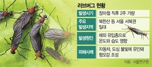 올여름 덥고 폭우 잦다는데…커지는 '러브버그' 공포