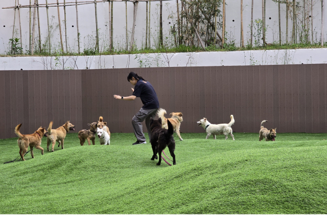 반려마루 여주에서 경북 산불피해 현장에서 구조된 반려견들에 대한 사회화 활동을 하고 있다. 사진 제공=경기도