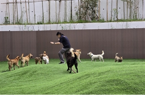 경기도 "경북 산불피해로 가족 잃은 반려견 입양하세요"