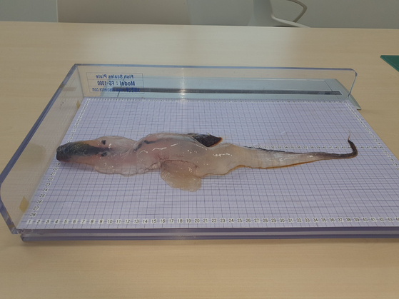 지난 26일 제주시 구좌읍 김녕 세기알해변에서 발견한 카리나리아 크리스타타. 사진=제주해양수산연구원