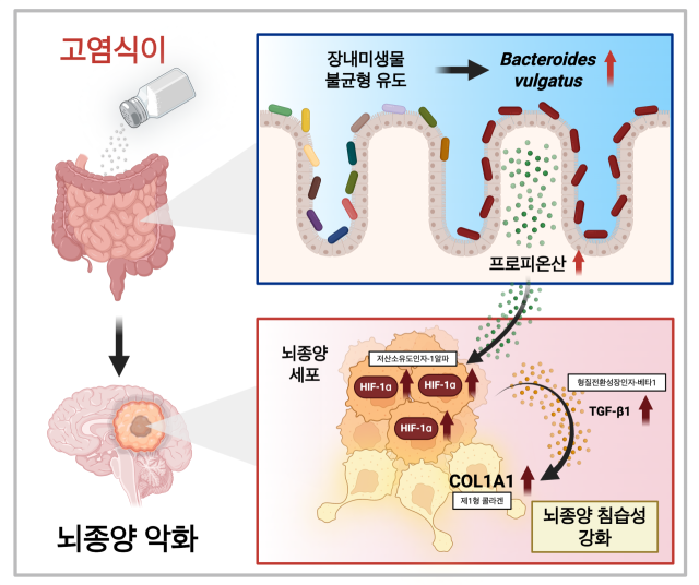 고염식 섭취와 뇌종양 악화 사이의 관계를 설명한 그림. 사진 제공=KAIST