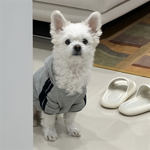 "회사 생활 힘들면 나도 불안하개"…직장 스트레스 심할수록 반려견 ‘이 행동’ 한다