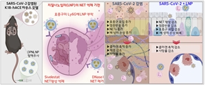 한미 공동 연구진, 코로나19 폐손상 억제하는 차세대 나노약물 기술 개발