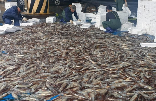 '간만에 실컷 먹어볼까'…돈 있어도 못 사 먹던 '오징어'가 돌아왔다