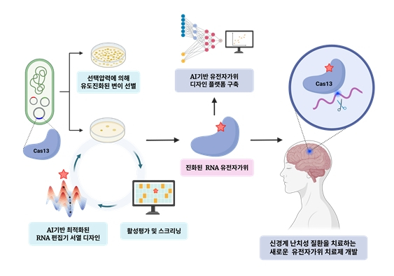 유도진화 활용 차세대 RNA 유전자 편집 기술 개발 모식도. 사진 제공=가톨릭중앙의료원