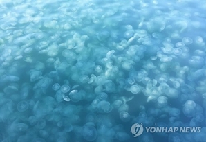 "으악, 고기는 안 잡히고 이게 다 뭐야"…바다 점령한 '이것'에 어민들 골머리