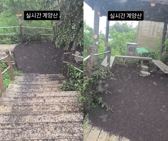 계양산 러그버그