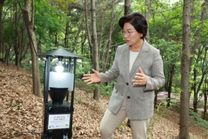 "러브버그, 편백숲과 연관성 과학적 근거 없어"…은평구, 친환경 방제 총력전