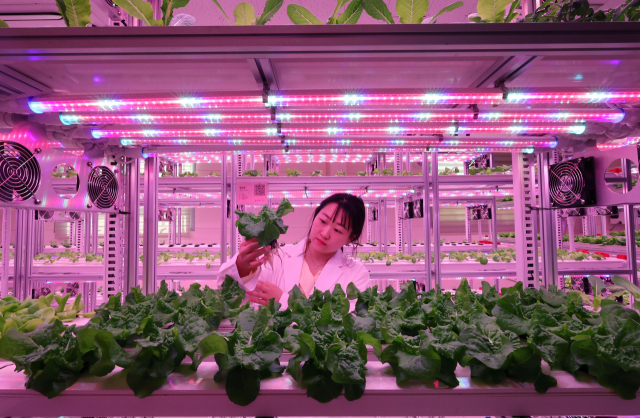 日 대기업 '스마트팜' 진출 활발한데…韓은 동부팜한농 실패 후 눈치만