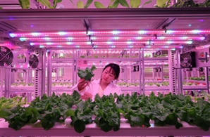 日 대기업 '스마트팜' 진출 활발한데…韓은 동부팜한농 실패 후 눈치만