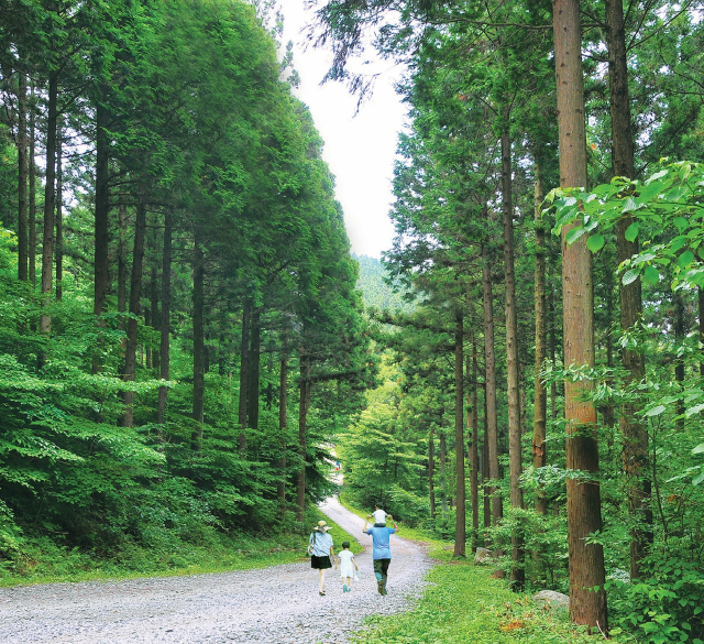 전남 장성군 축령산 편백숲. 사진 제공=장성군