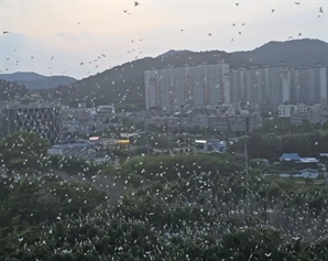 "분변·악취에 도저히 못 살겠다"…1000마리 백로떼 점령한 아파트 주민들 '멘붕'
