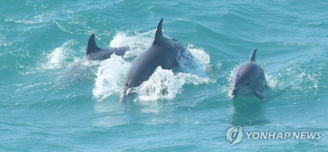 제주 연안에 서식하는 남방큰돌고래. 연합뉴스