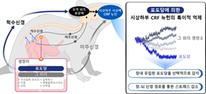 야속한 뇌, 배고프면 단 것만 더 찾는 이유는?