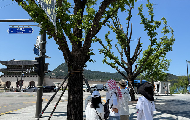 불볕더위 속 ‘닭발 가로수’…그늘 없는 광화문에 시민은 땀범벅