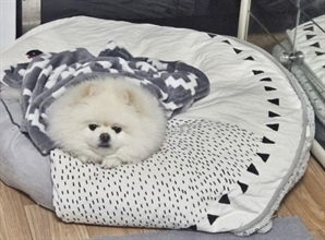 "너, 한밤중에 왜 이렇게 짖어?"…불난 아파트서 가족들 살린 반려견 '몽실이'
