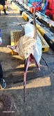 "제주도서 봤던 게 왜 동해에?"…삼척서 길이 3m '이 물고기' 잡혔다