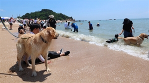 "산책 나가면 개고생"…폭염에 반려견 온열질환 주의보