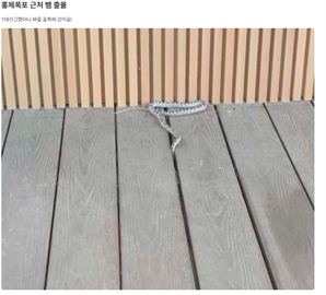 산책하다 "으악, 뱀이다"…지난해 출동건수 무려 '1만5000건' 대체 왜?