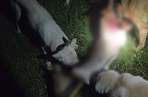 A씨가 훈련시킨 진돗개가 야생동물을 사냥하고 있는 모습. 사진=제주도 자치경찰단